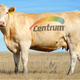 A cow with the Centrum logo on it.